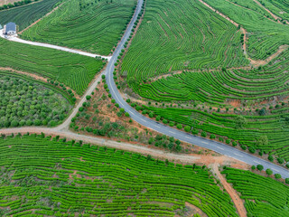 green tea plantation