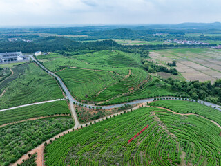 green tea plantation