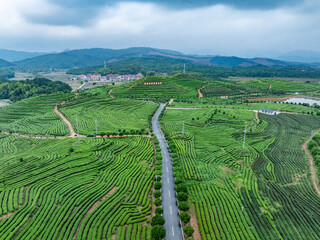 green tea plantation