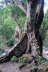 Majestic ancient tree with twisted roots and rugged bark stands tall in a quiet forest, surrounded by lush greenery and natural textures evoking timeless strength and mystery.