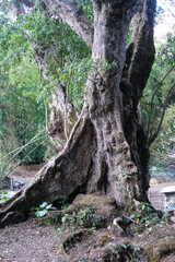 Majestic ancient tree with twisted roots and rugged bark stands tall in a quiet forest, surrounded by lush greenery and natural textures evoking timeless strength and mystery.