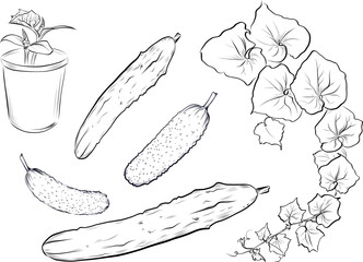 Hand drawn cucumber vegetables with vine sketch vector