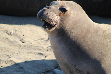 elephant seal close up on beach at Elephant seal vista point California