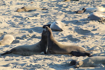 elephant seals playing on beach at Elephant seal vista point California