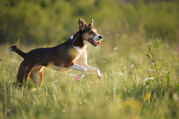 A dog leaps upward slightly with ears perked and eyes wide. Tall grass blurs around its frame as it...