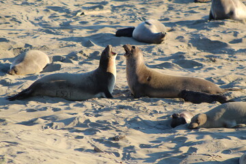 elephant seals playing on beach at Elephant seal vista point California