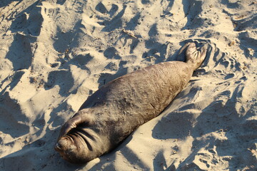 elephant seals laying on beach at Elephant seal vista point California