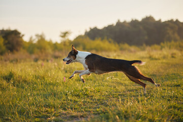 Two dogs run in same direction, close behind each other in a bright field. One mid-air while the...