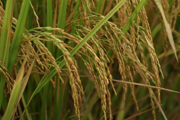rice field in thailand