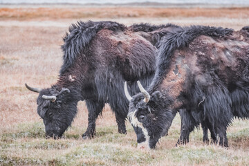 A herd of yaks walks along the grassy valleys of the Pamir highlands against the backdrop of...