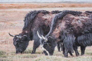 A herd of yaks walks along the grassy valleys of the Pamir highlands against the backdrop of...