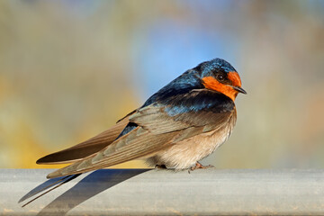 A colorful welcome swallow (Hirundo neoxena) perched on a metal rail, South Australia