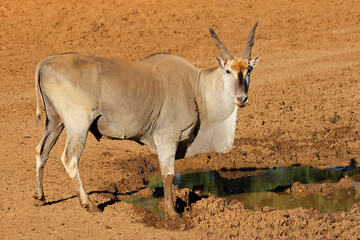 A male eland antelope (Tragelaphus oryx) at a muddy waterhole, Mokala National Park, South Africa