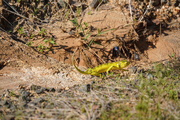 Yellow-Green Chameleon Quickly Retreating to Its Burrow in Natural Habitat