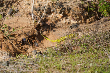 Yellow-Green Chameleon Quickly Retreating to Its Burrow in Natural Habitat