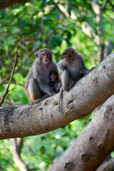 Family of the monkeys with a baby breastfeeding
