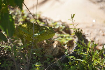 Close-Up of Camouflaged Chameleon in Wild Greenery