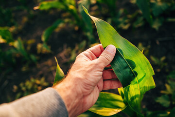 Farmer examining green corn crop plant in summer sunset, closeup of hand touching plant leaf