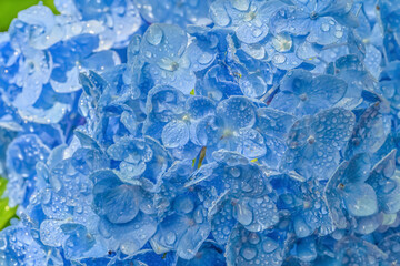 Naklejka premium 雨上がりの紫陽花