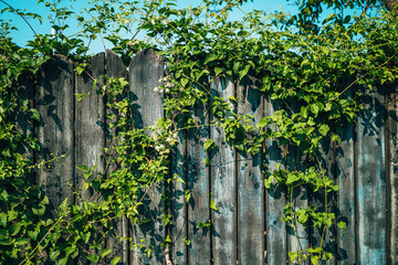 Old wooden fence with creeping plant growing over it