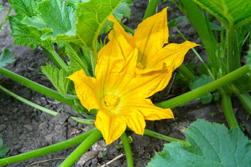 Large yellow zucchini flowers in a vegetable garden. A flowering zucchini bush.