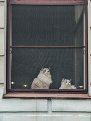 Fluffy soft Ragdoll cats. Couple of cats sits and looks out the window. View from the street. 