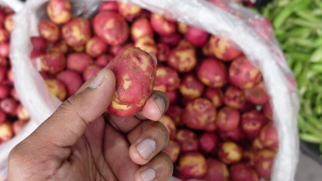 Selecting fresh red potatoes at a local market in summer