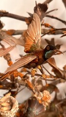 bird