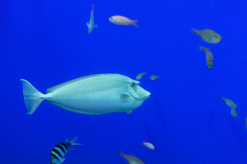 Naklejka premium Naso annulatus fish (Whitemargin unicornfish) under water