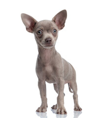 beautiful small chihuahua puppy looking at camera and standing