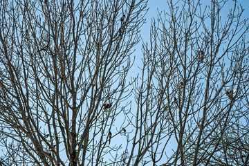 Rassemblement de pies perchées dans un arbre au printemps