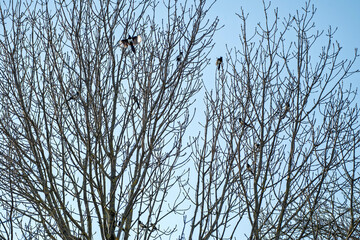 Rassemblement de pies perchées dans un arbre au printemps