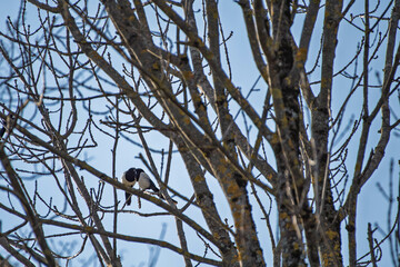 Rassemblement de pies perchées dans un arbre au printemps
