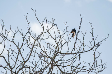 Pie en vol aux ailes blanches déployées