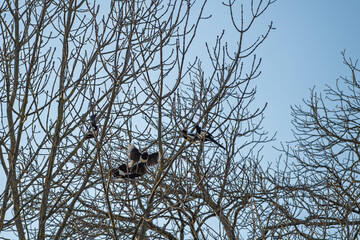 Rassemblement de pies perchées dans un arbre au printemps