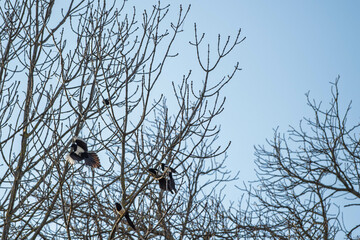 Rassemblement de pies perchées dans un arbre au printemps