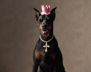 adorable dobermann dog with pink crown and pearls collar with cross panting