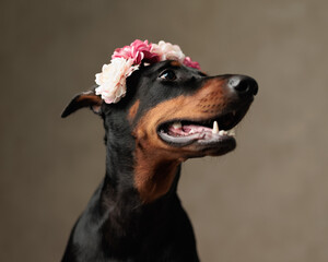 beautiful dobermann dog with colorful flowers headband looking to side