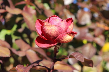 Roses that look like dried flowers.