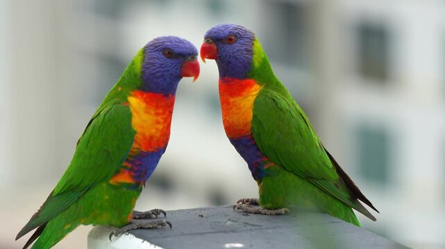 A pair of rainbow lorikeets perch on a city balcony ledge, its vivid plumage bursting with colour against the soft urban backdrop, a splash of nature in a concrete jungle, close up shot.