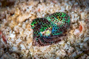 Bobtail Squid on Sandy Seafloor