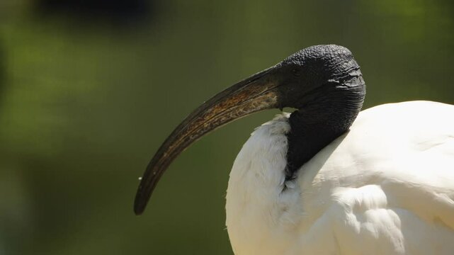 A detailed close-up portrait of an African sacred ibis preening its white feathers, showcasing the texture of its featherless black head and long, curved bill against a soft green water background.