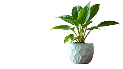 Close Up White ceramic pot with plants Plants with large, healthy leaves