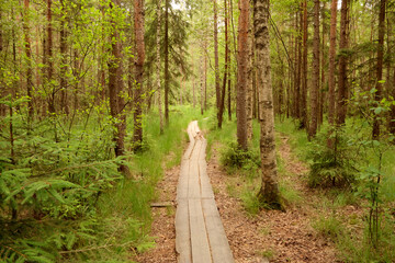 plank road in the forest