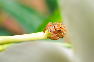 Cute brown jumping spider sitting on a white Wathusudu flower, Tabernaemontana divaricata, with green blurred background, macro close-up photo of wildlife on tropical garden bloom
