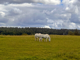 Fototapeta premium horses on a meadow