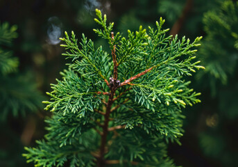 Fresh Hinoki cypress (Chamaecyparis obtusa) foliage close-up, aromatic evergreen leaves of premium Japanese timber