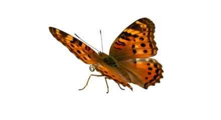 A vibrant orange butterfly gracefully flutters against a transparent backdrop, showcasing its intricate wing patterns and beauty