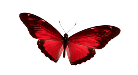 A vibrant red butterfly with expansive wings gracefully perched, showcasing intricate details against a soft blurred background