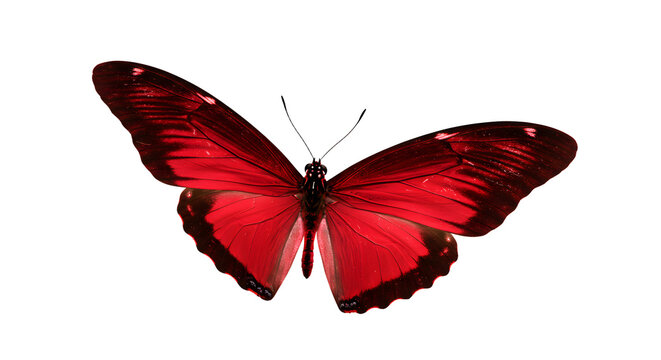A vibrant red butterfly with expansive wings gracefully perched, showcasing intricate details against a soft blurred background